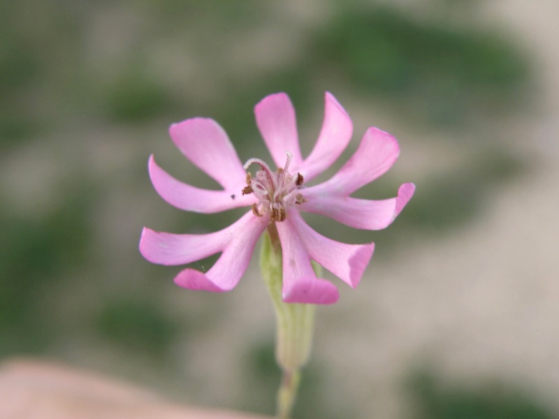 Silene rosa